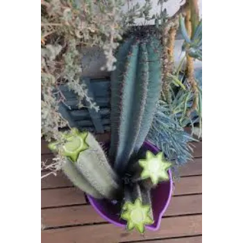 Garden Cactus Plants